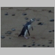 6. dit is een zeldzame pinguinsoort.JPG